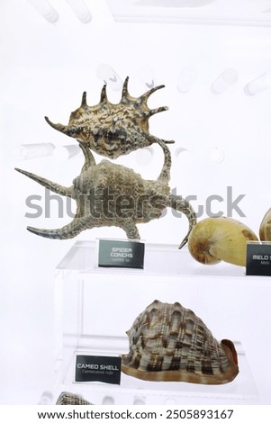 Cabinet of curiosities with seashell
