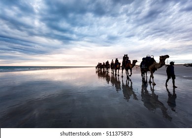 Cable Beach, Broome, Camels On The Shore At Sunset. Kimberley, Western Australia