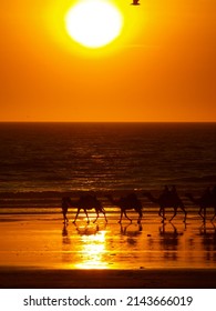 Cable Beach Broome Sunset Australia 