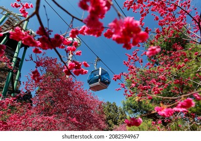 A cable car flying over beautiful cherry blossom trees (Sakura) in Formosan Aboriginal Cultural Village, which is an amusement park and popular tourist destination in Yuchi, Nantou County, Taiwan