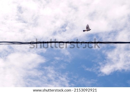 cables and motion blur of flying birds, illustration of freedom, dynamism, independence, energetic, limitation etc.