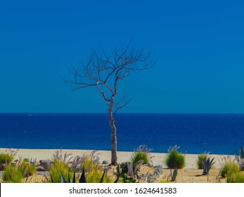 Cabo San Lucas Beach, Los Cabos Mexico 