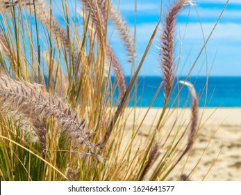 Cabo San Lucas, Los Cabos Desert Beach, Baja California Sur Mexico