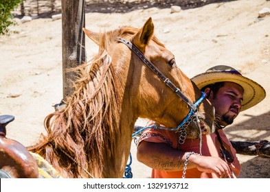 Cabo San Lucas, Mexico - 2019. Tight Up Horse On The Beach.