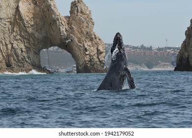 Cabo San Lucas Mexico Humpback Blue Whale Jump Whale Watching Breaching Arch Lovers Beach Vacation Sea Of Cortez Amazing Tourism Ocean Tourism Sights Water Landscape Beach Awesome Brochure 