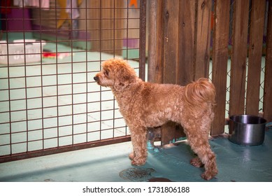 27 Caboodle Dog Images, Stock Photos & Vectors | Shutterstock