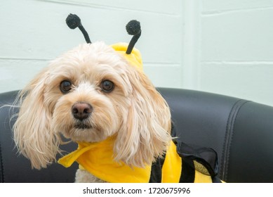 The Caboodle Wearing Bumble Bee Costume