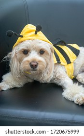 The Caboodle Wearing Bumble Bee Costume