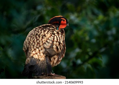 Cabot's tragopan, Tragopan caboti, pheasant from south-east China, big forest endemic bird in the nature habite. Wildlife China in Asia. Tragopan pheasant in the gree forest tree vegetation.
