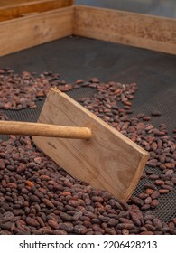 Cacao bean air drying at a botique chocolate factory