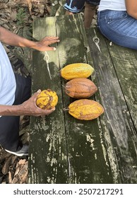 Cacao beans in dominican republic