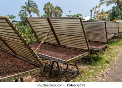 Cacao Beans Drying