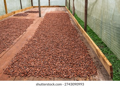 Cacao beans during the drying process