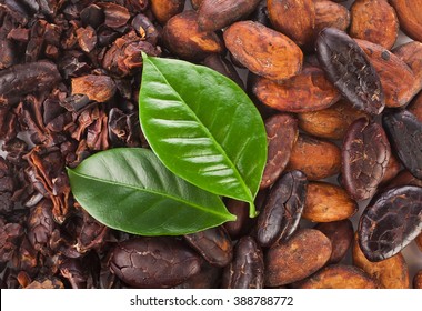 Cacao beans and nibs background with leaves