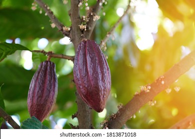 Tema de la cosecha de fruta de chocolate de cacao. Dos vainas de cacao rojas cuelgan del árbol