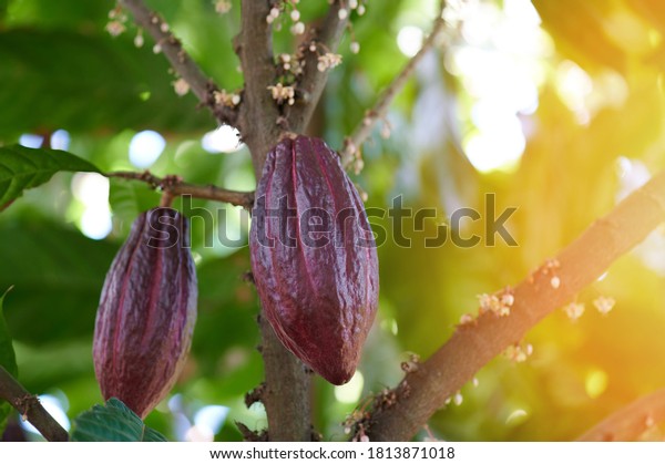 Cacao chocolate fruit harvest theme. Two red cocoa\
pods hang on tree