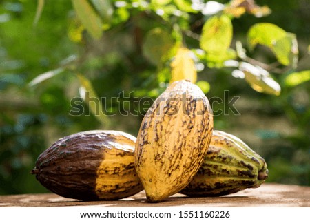 Cacao or Chocolate Tree ,fruits on natural background.