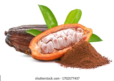 Cacao Or Cocoa Fruit Isolated On White Background