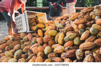 Cacao farmers pour yellow cacao pods into the plastic basket on the ground with a large pile of the cacao pod. Cocoa farmers are harvesting fresh cocoa produce.