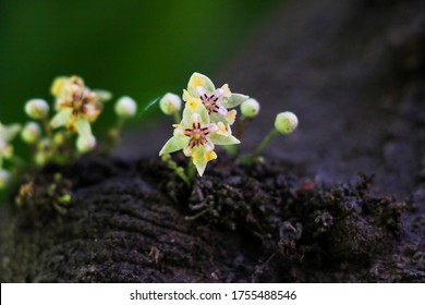 Cacao Flower In A City Park