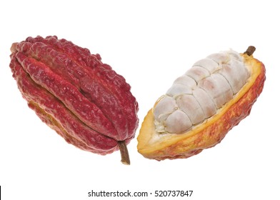 Cacao Fruit