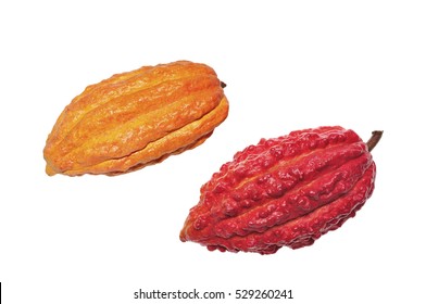 Cacao Fruit