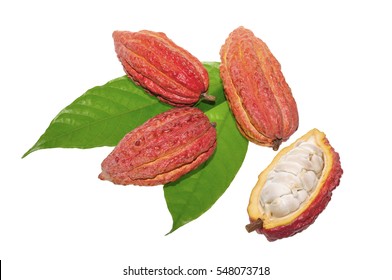 Cacao Fruit 