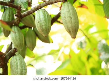 cacao fruit grow on tree