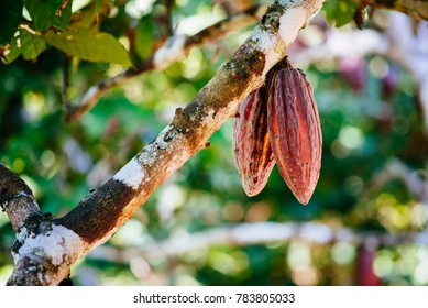 Cacao Fruit In The Peruvian Rainforest / Peru/ South America