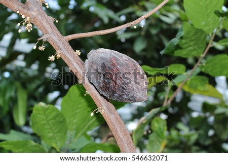 "Cacao" fruit pod hanging on the tree (or Cocoa fruit) in Ulm, Germany. Its Latin name is Theobroma Cacao.