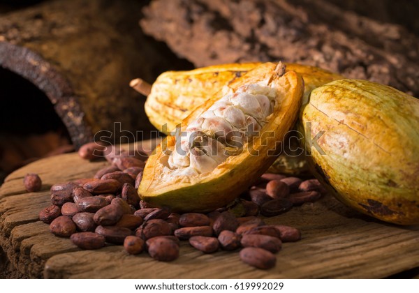 Cacao fruit, raw cacao beans, Cocoa pod on\
wooden background.