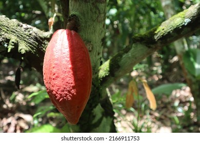 Cacao fruit or theobroma cacao is a cultivated tree in plantations that originated in South America, but is now grown in various tropical regions.