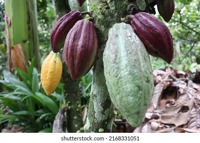 Cacao fruit or theobroma cacao is a cultivated tree in plantations that originated in South America, but is now grown in various tropical regions.