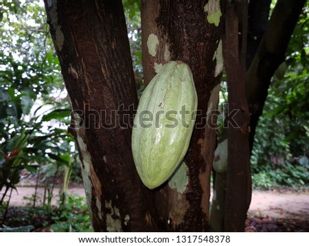 Cacao fruits on the tree (Theobroma cacao) Malvaceae family. Rainforest Amazonas, Brazil