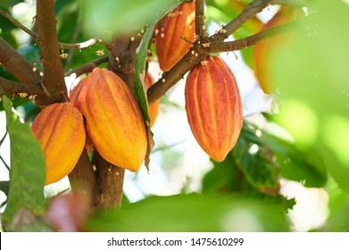 Cacao harvesting theme. Orange color cocoa pods hanging on tree in sunlight - Shutterstock ID 1475610299