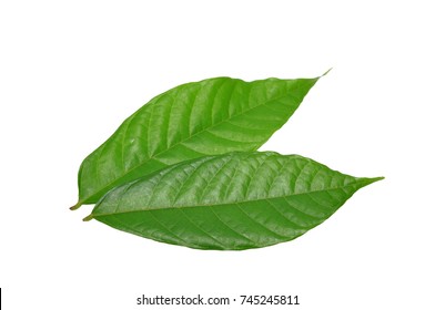 Cacao Leaf

