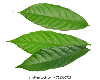 cacao leaf
