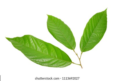 Cacao Leaf Isolated On White