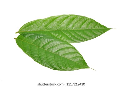 cacao leaf isolated on white