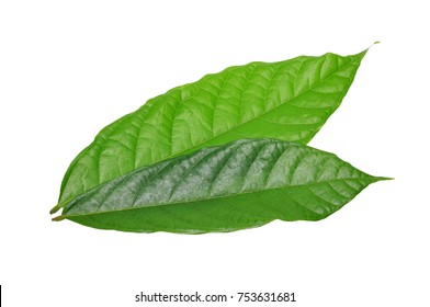 cacao leaf isolated on white
