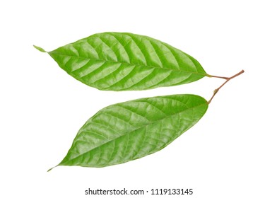 cacao leaf on white