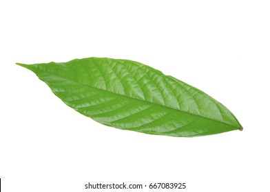 cacao leaves

