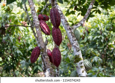 Cacao Plantation On The Farm