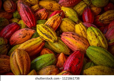 Cacao pods cocoa pods organic chocolate farm hawaii