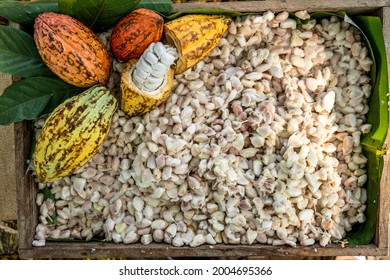 Cacao pods cocoa pods organic chocolate farm Thailand, Cacao Thailand pods, Fresh cocoa pod cut exposing cocoa seeds, with a cocoa plant in Thailand.
