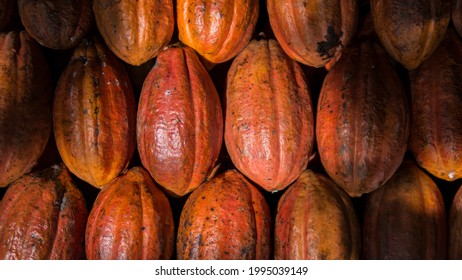 cacao pods (Theobroma cacao), cacao background, cacao farm.