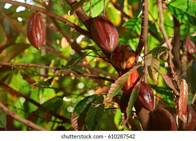 Cacao Red Pod Plant Tree. Group Of Chocolate Fruit In Natural Farm