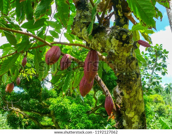 Cacao seeds hanging at a cacao tree in the jungle of\
Cuba on a summer day