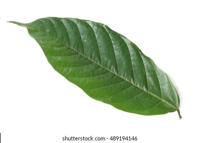 Cacao (Theobroma cacao) leaves and seeds of truth On a white background.
