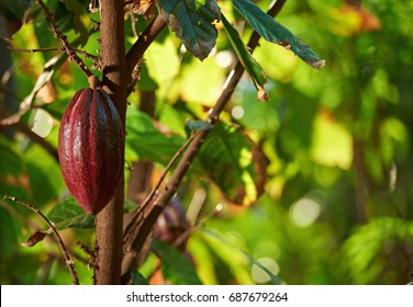 Cacao tree closeup with ready for harvest cocoa pod
